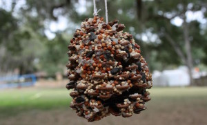 bird seed pinecone