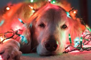 cords_pet