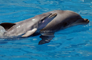 dolphins