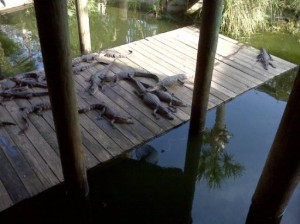 gatorisland