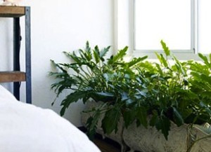 plantsbedroom