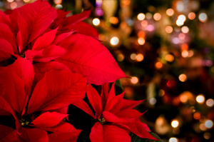 poinsetta